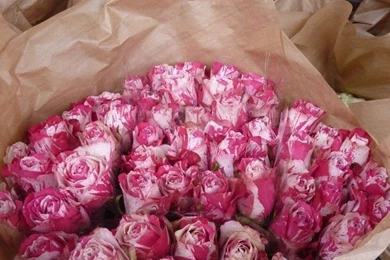 Background, Bf, Boyfriend, Brown, Couple, Equality, Flower ...