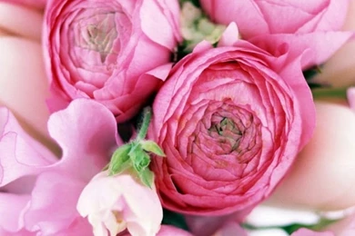 Download Wallpapers 750x1334 Peonies, Tulips, Flower, Flowers ...