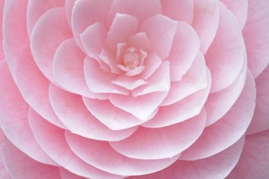 Download Wallpapers 750x1334 Camellia, Flower, Soft, Close up, Bud ...
