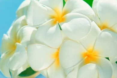 Download Wallpapers 640x960 Plumeria, Flower, Petals iPhone 4S, 4 ...