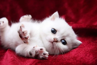 Baby, White, Cat, Kitten :: Wallpapers