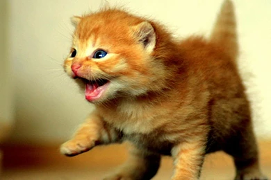 Gallery For   Baby Kitten Wallpapers Free