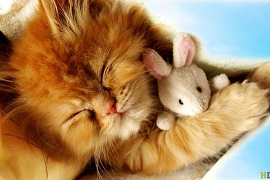 Gallery For   Baby Kitten Wallpapers Free