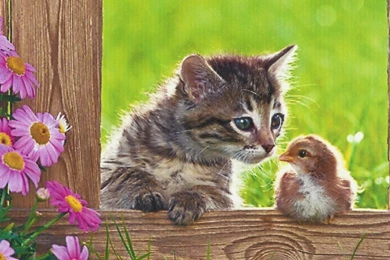 A Kitten With A Baby Bird HD Desktop Wallpapers : Widescreen : High ...