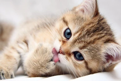 Cute Baby Kittens Wallpapers