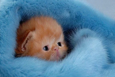 Cats: Delicate Beauty Small Cuddly Adorable Cat Blue White Pink ...