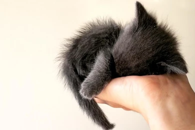 Baby_kitten_sleep on hand.jpg