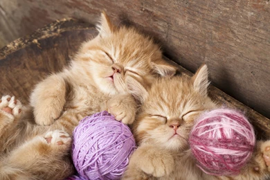Kitten Red Sleeping Sleep Twins Thread Baby Wallpapers
