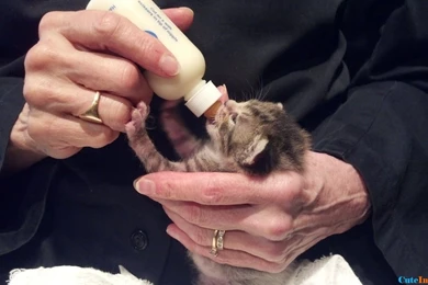 Coworker Found A Baby Kitten Wallpapers   CuteImages.net