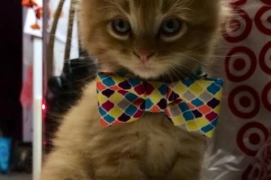 My New Kitten Is Very Photogenic Wallpapers   CuteImages.net