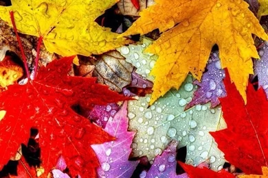 Best iPhone Nature Wallpapers & Backgrounds Hd