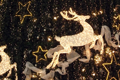 Reindeer Lights Desktop Wallpapers