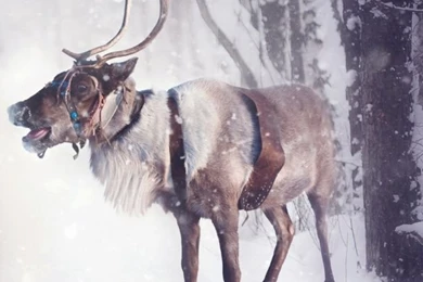 Christmas Reindeer Backgrounds Wallpapers