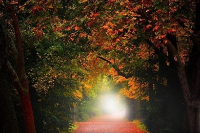 Nature Wallpapers: HD Wallpapers Of Nature: HD Art Wallpapers