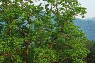 Tree Nature iPhone 6 Wallpapers HD And 1080P 6 Plus Wallpapers