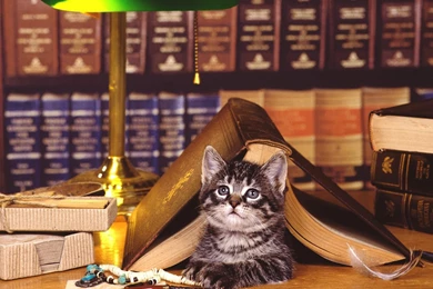 Free Wallpapers Hitting The Books