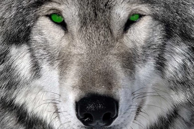 Wolf Wallpapers Desktop