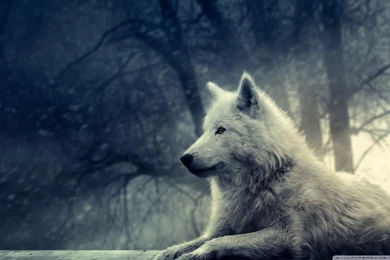 Wolf Wallpapers Phone