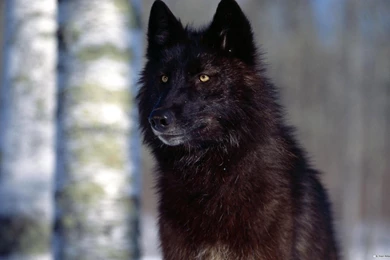 Free Wallpapers   Free Animal Wallpapers   Wolf Wallpapers ...