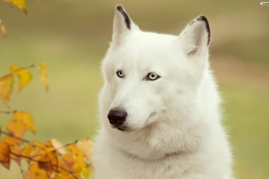 YouWall   White Wolf Wallpapers   Wallpaper,wallpapers,free ...