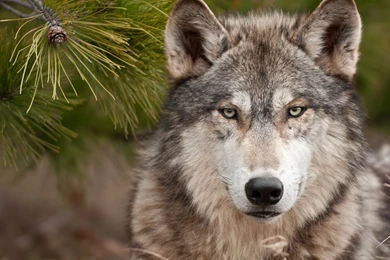 Desktop Free Wolf Wallpapers Download