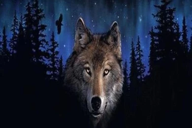 Free Moving Wolf Wallpapers