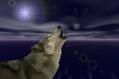 Other: Howling Animal Wildlife Night Wolf Wallpapers Gallery For HD ...