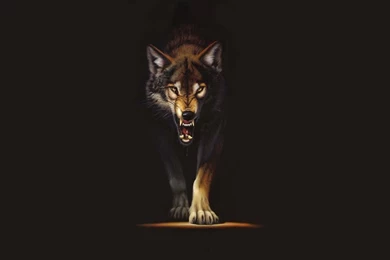 Wolf Wallpapers 24   Best Wallpapers Collection