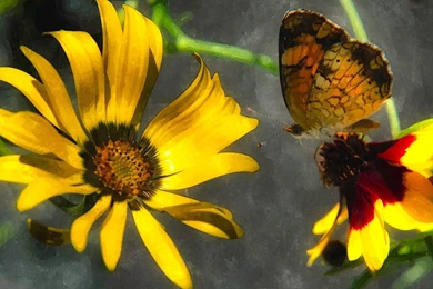 Butterflies Summer Life Flowers Butterfly Animals Garden Bright ...