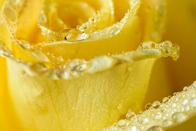 Wallpaperyellow Rose, Water Drops, Macro, Petals, Rain HD Desktop ...