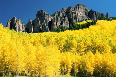 Yellow Aspen Trees Free Desktop Backgrounds   Free Wallpapers Image