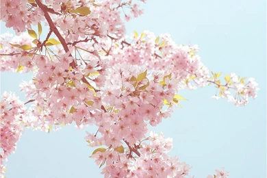 Sakura Naruto Shippuden Wallpapers Best