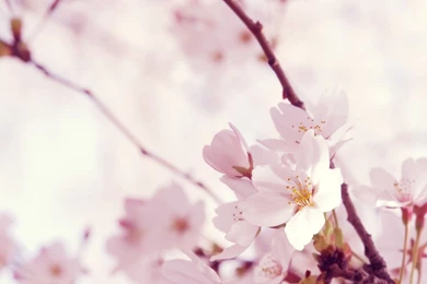 Sakura Flower HD Japan Wallpapers