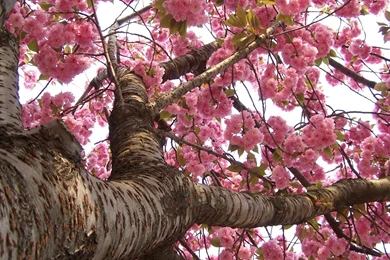 Sakura Hd Wallpapers Page 0