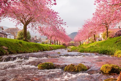 Download Japan Sakura Wallpapers For Android
