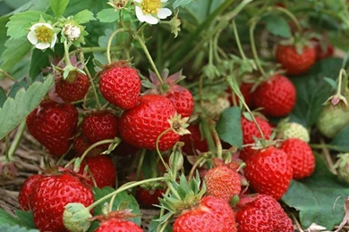 Strawberry Fruit Desktop Wallpapers ~ A Desktop Wallpapers