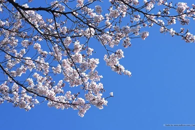 1440*900 Japanese Sakura Wallpapers   Japanese Cherry Blossom ...