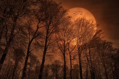 Red Moon High Trees & Birds Wallpapers