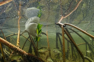 Deep Under The See Best HD Wallpapers For Computer Desktop!