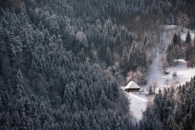 Snowy black forest winter wallpaper 1920x1080.jpg