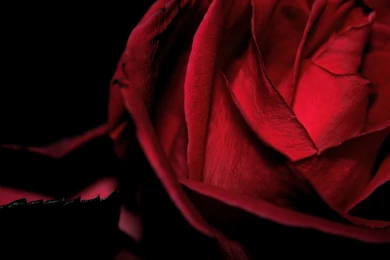 Cool Dark Red Backgrounds   Wall Pedes