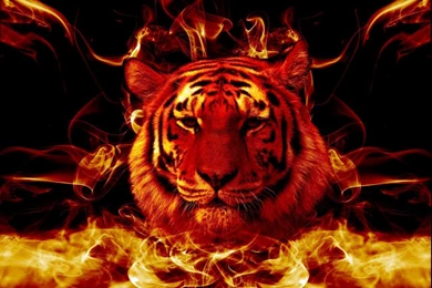 Flaming Tiger Wallpaper HD – Apanache