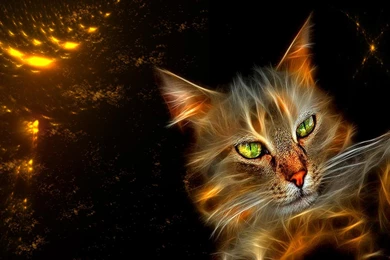 Download Flaming Cat Wallpapers HQ Picture