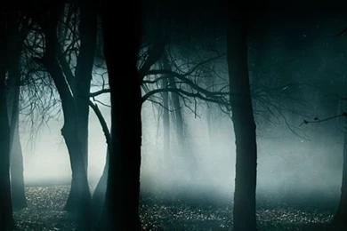 Dark Forest iPhone 5 Wallpapers