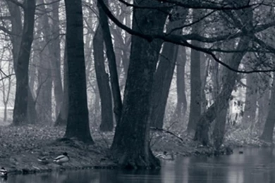 640x1136 Mystic Park Dark Forest & Sea Iphone 5 Wallpapers