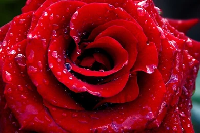 Galaxy Tab Wallpapers HD  Love   Beautiful, Stunning Wallpapers