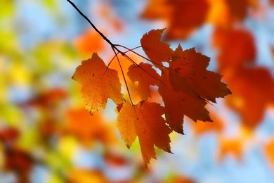 Maple Leaf Desktop Wallpapers   HD Wallpaper Backgrounds Of Your ...