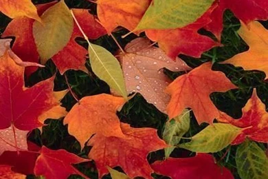 Autumn Backgrounds Wallpapers, Latest Fall Desktop Wallpapers ...