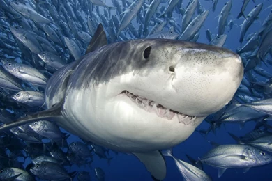 Ferocious Shark 1600x1200 Wallpapers,shark 1600x1200 Wallpapers ...