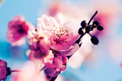Colorful Spring Wallpapers